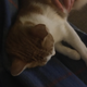 Illustration for article titled Sleepy Kitty: My Cat Is Sleeping Near My Lap and Too Cute to Move edition